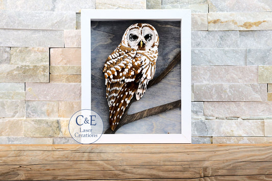 Barred Owl-Avian
